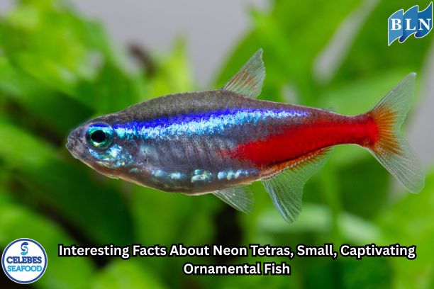 Interesting Facts About Neon Tetras, Small, Captivating Ornamental Fish